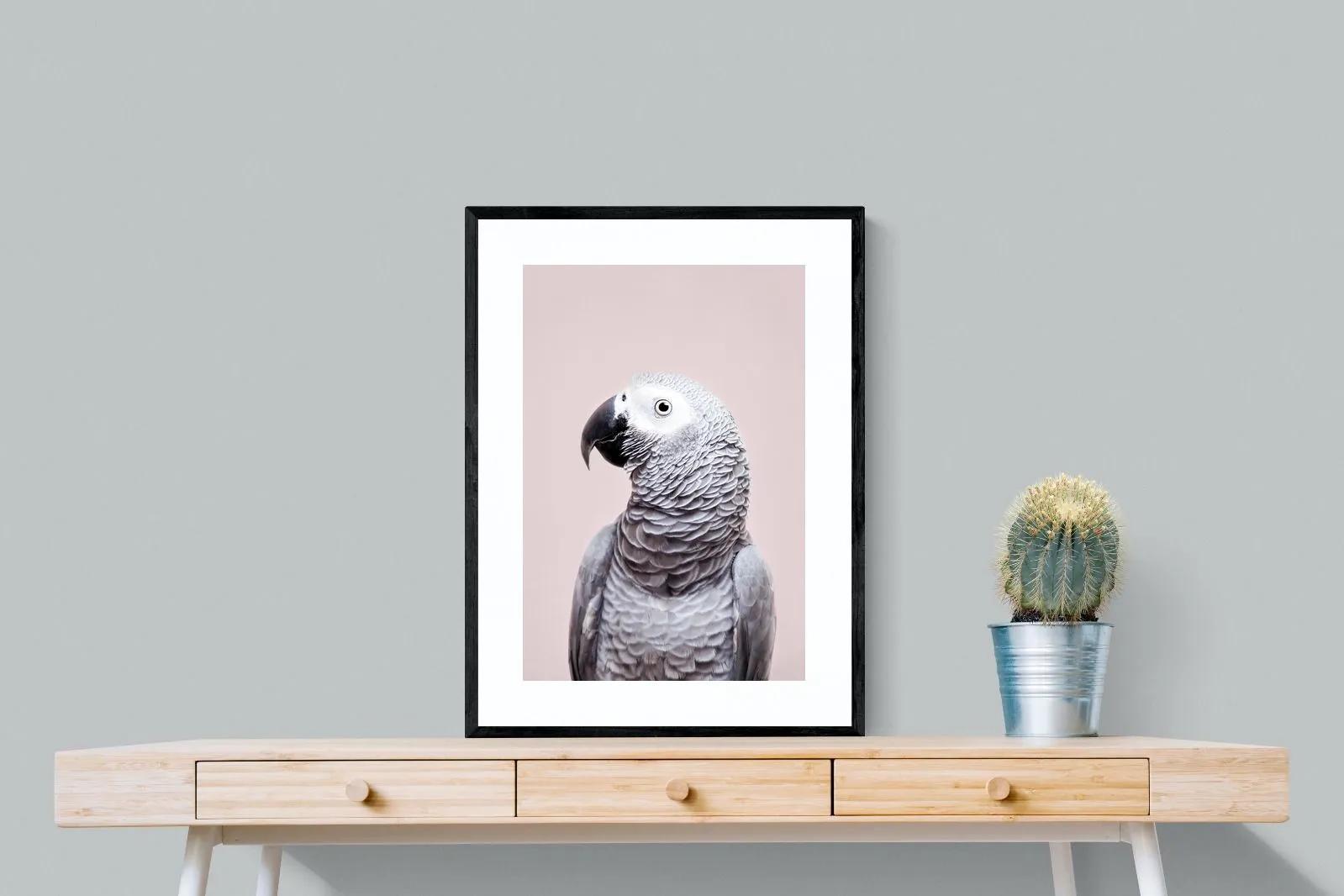 African Grey