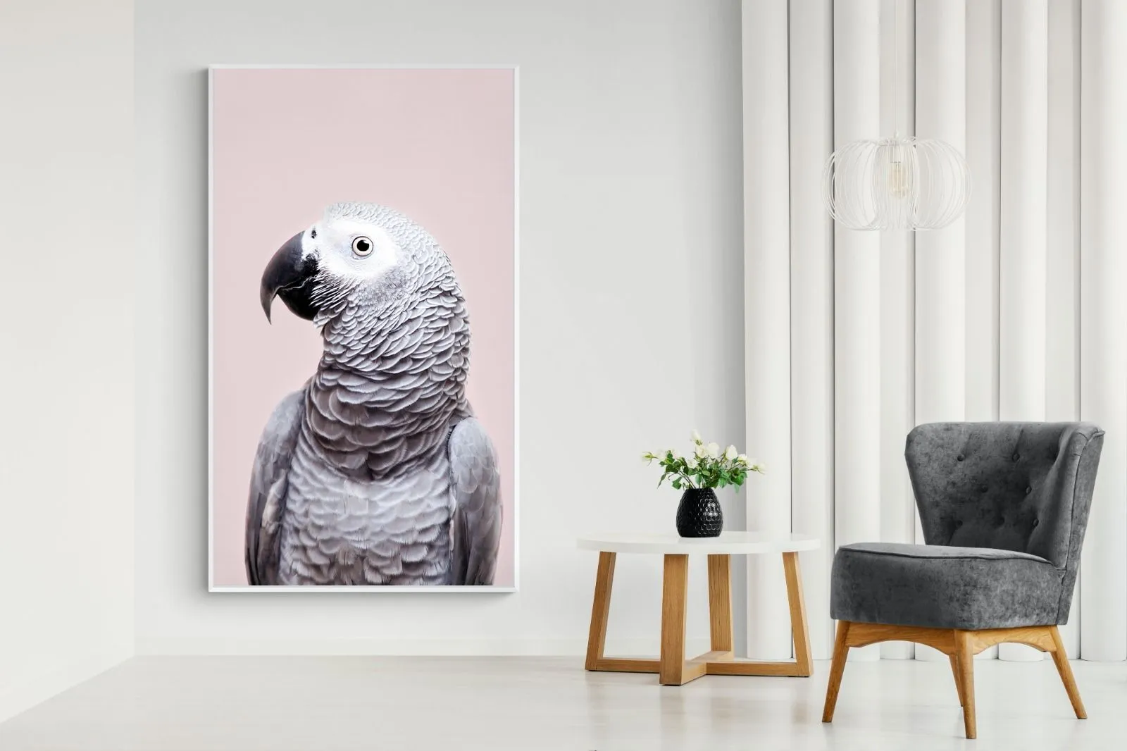 African Grey