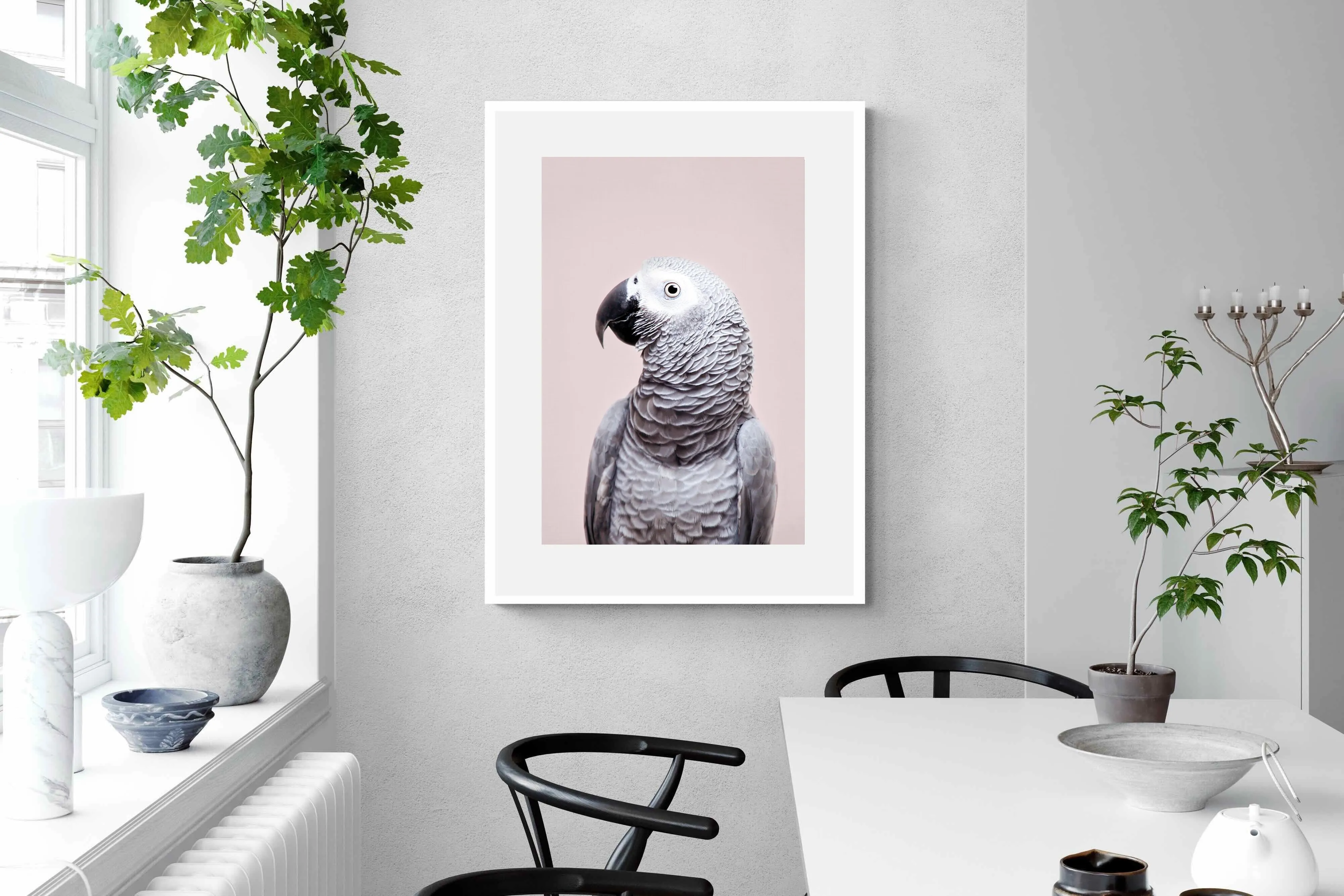 African Grey