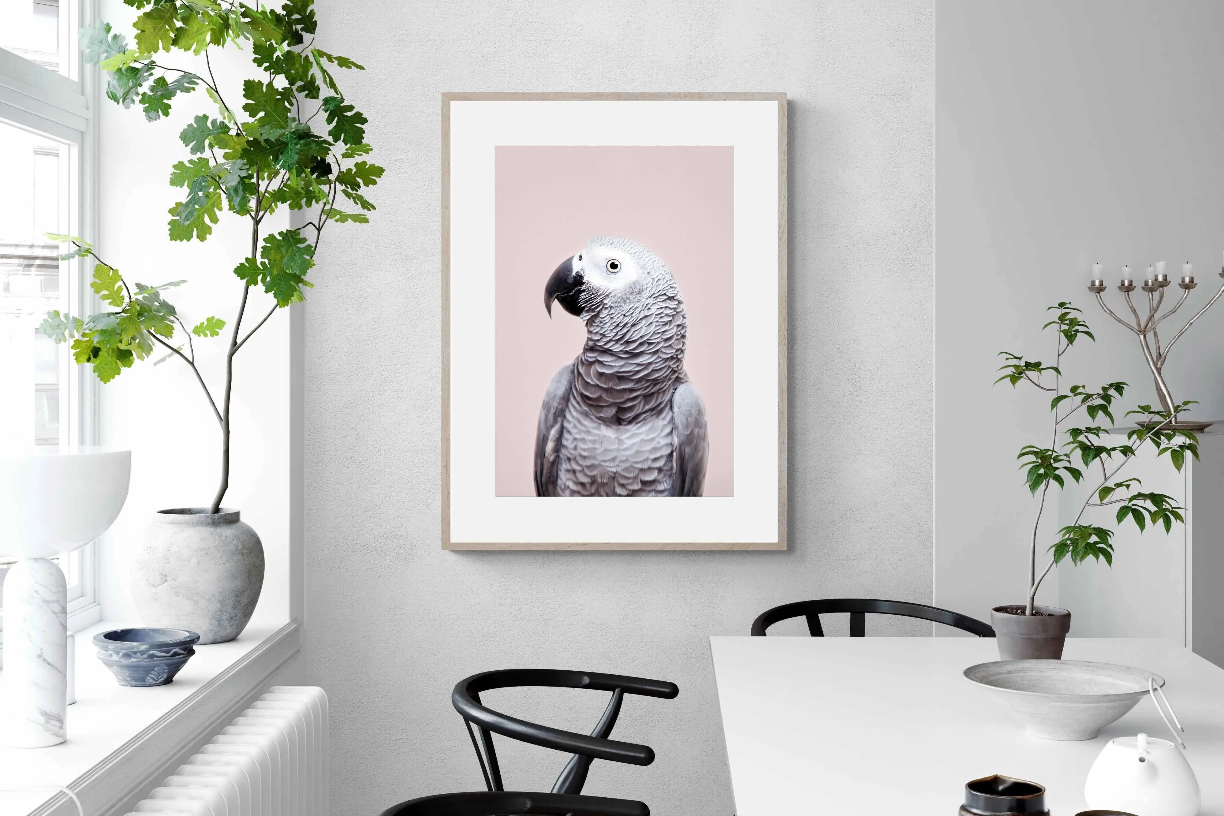 African Grey