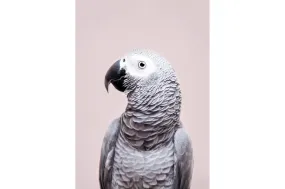 African Grey