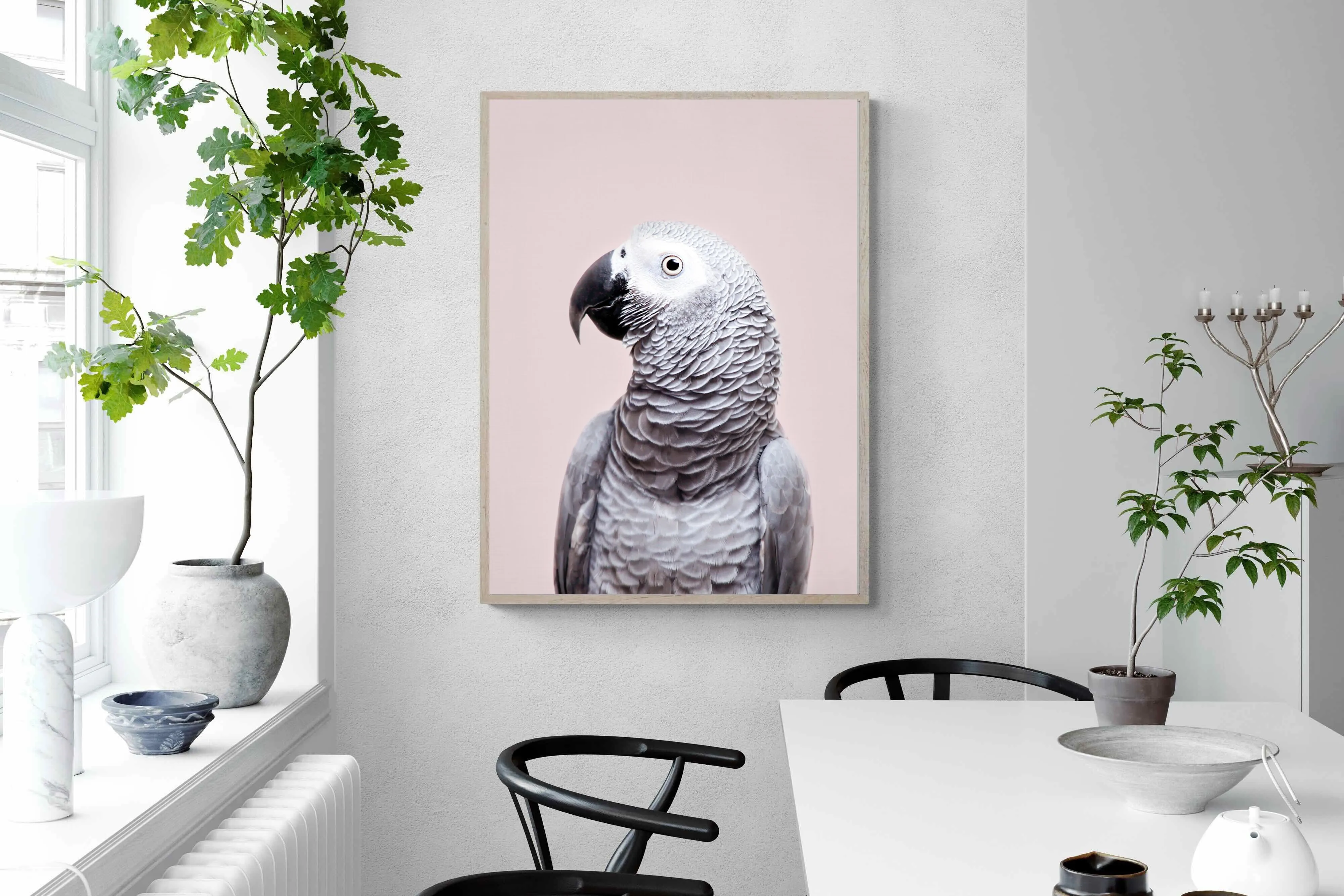 African Grey