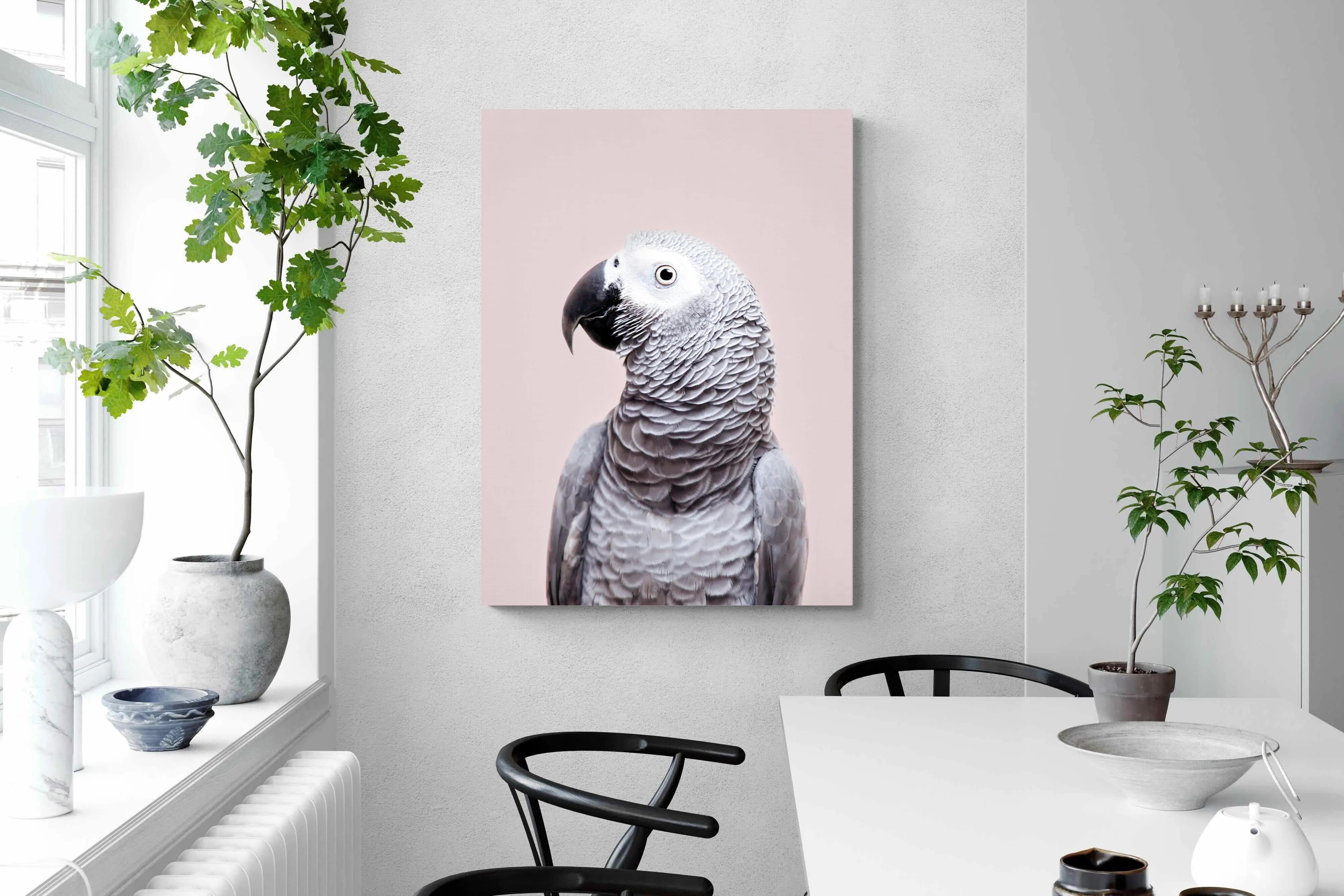 African Grey