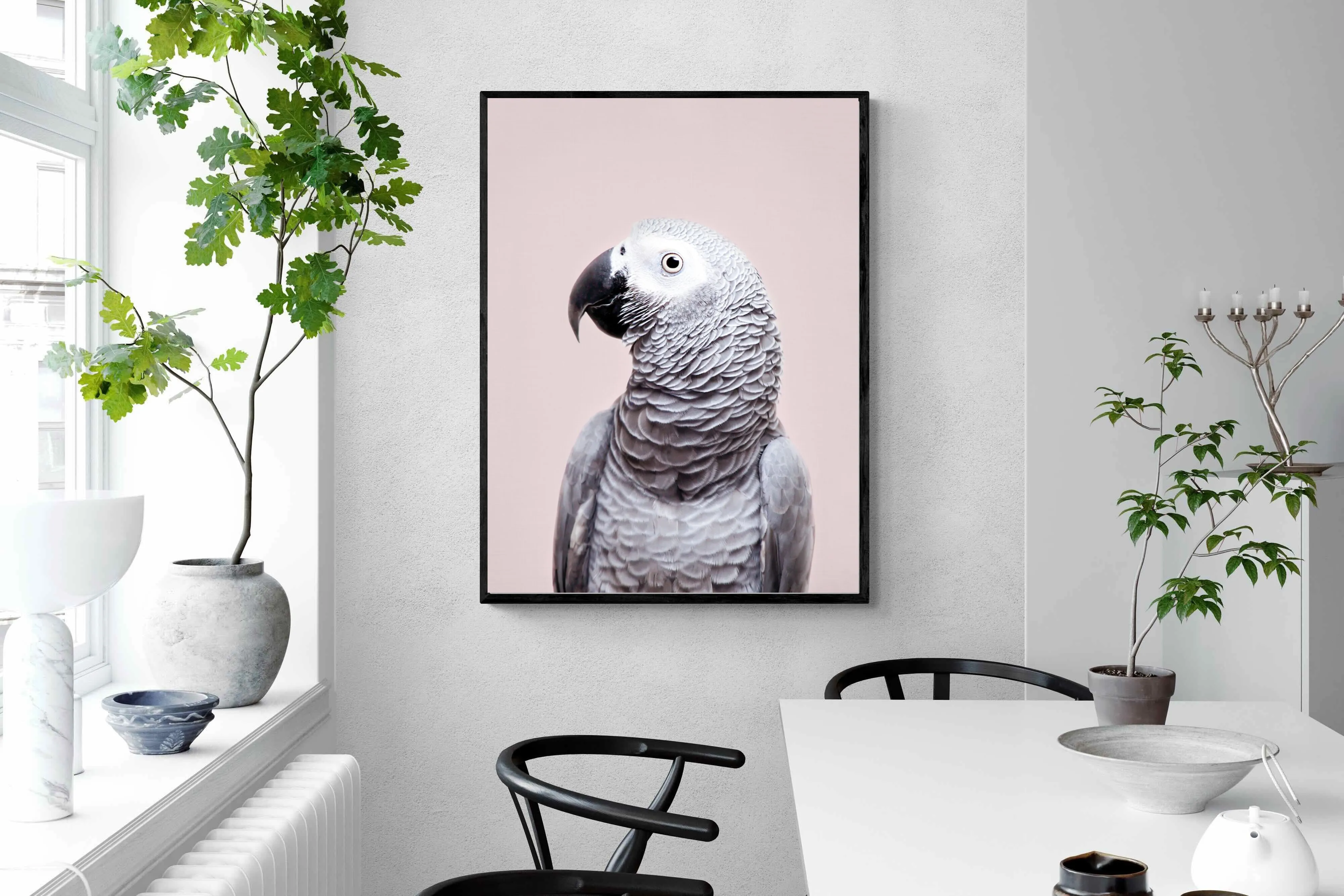 African Grey