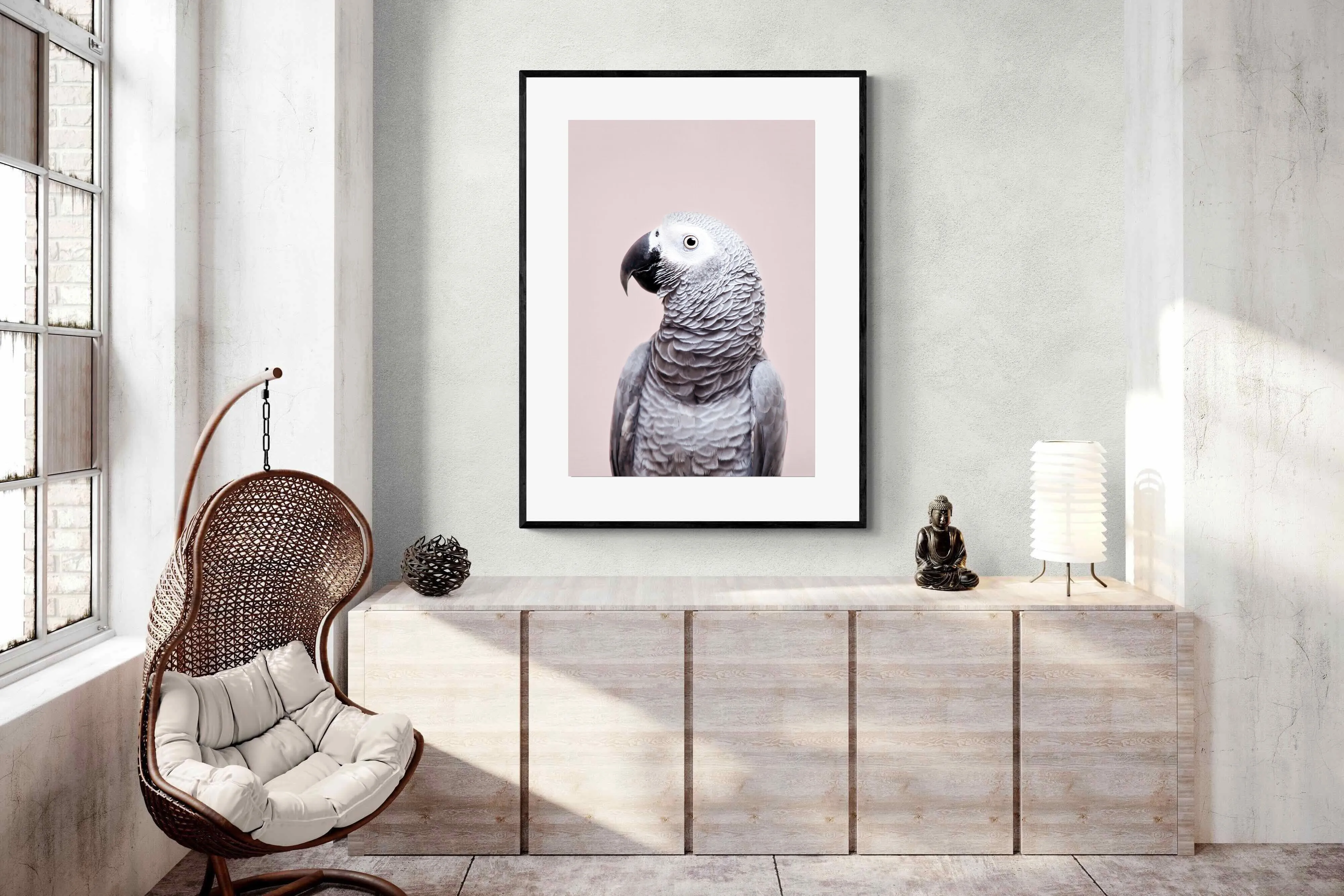 African Grey