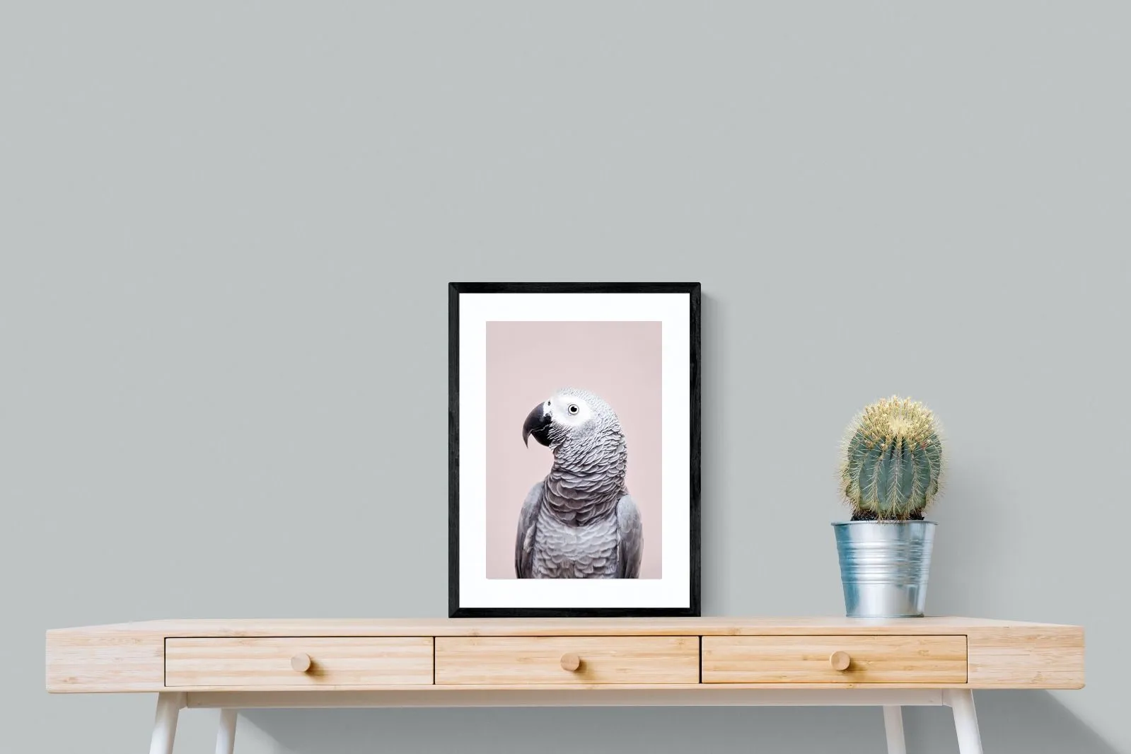 African Grey