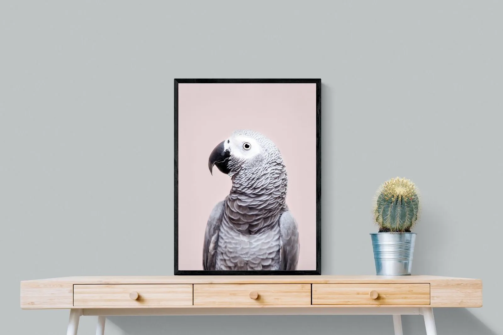 African Grey