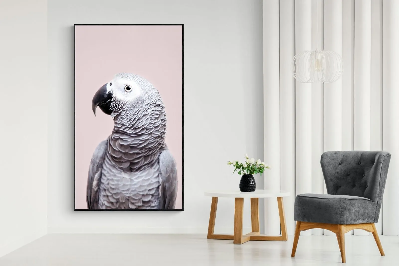 African Grey