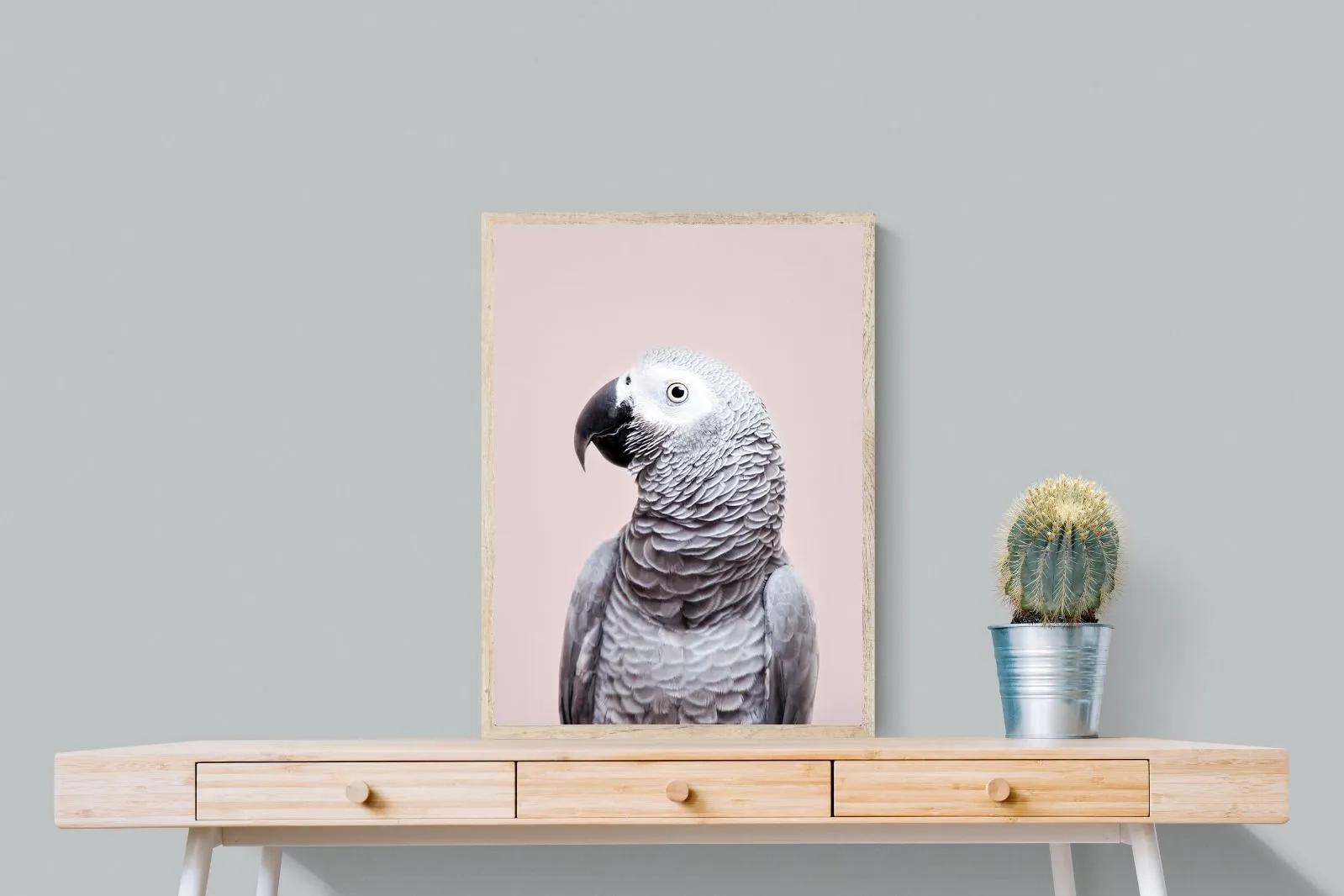 African Grey