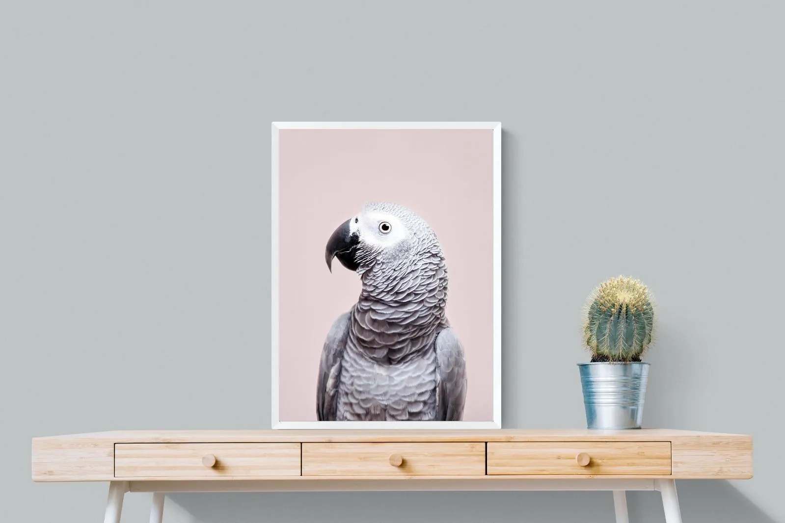 African Grey