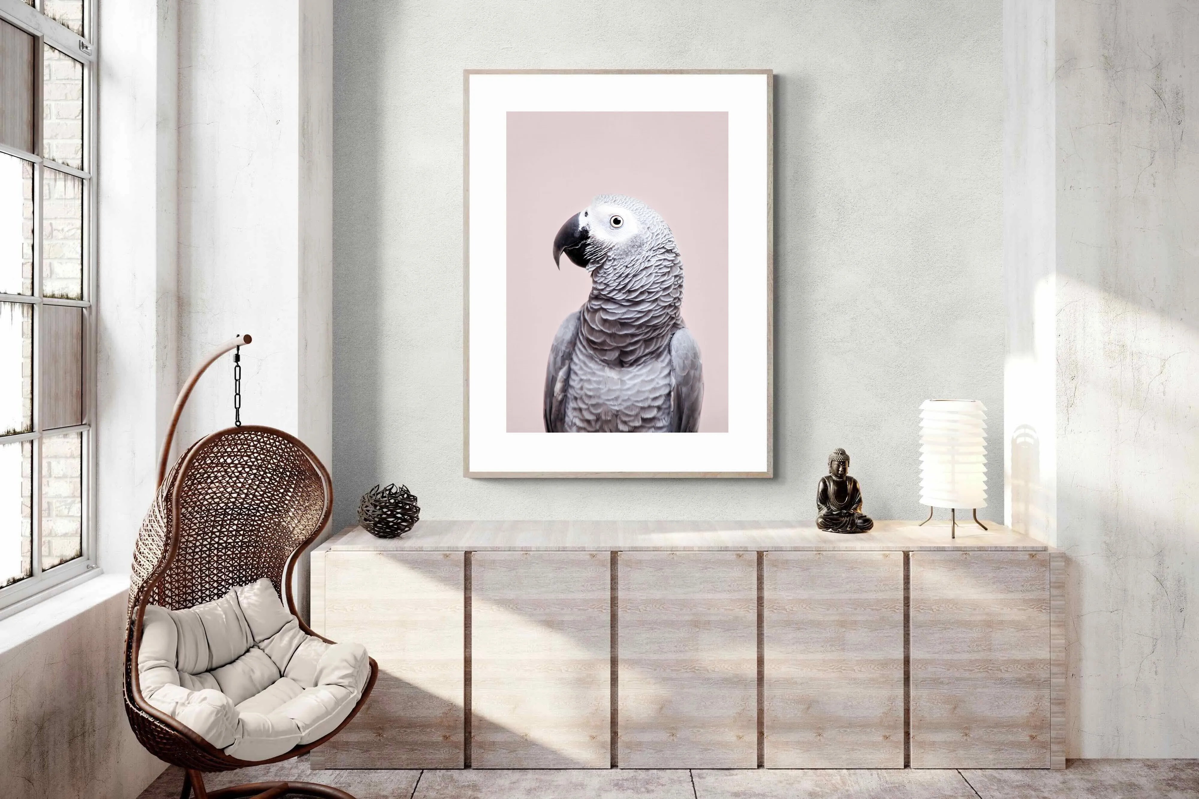 African Grey