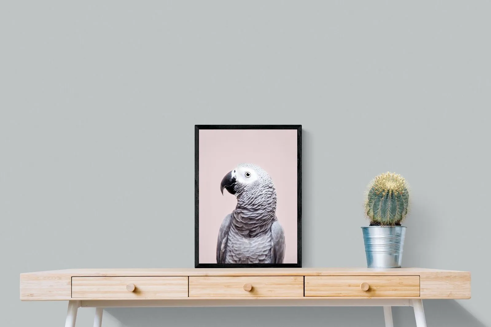 African Grey