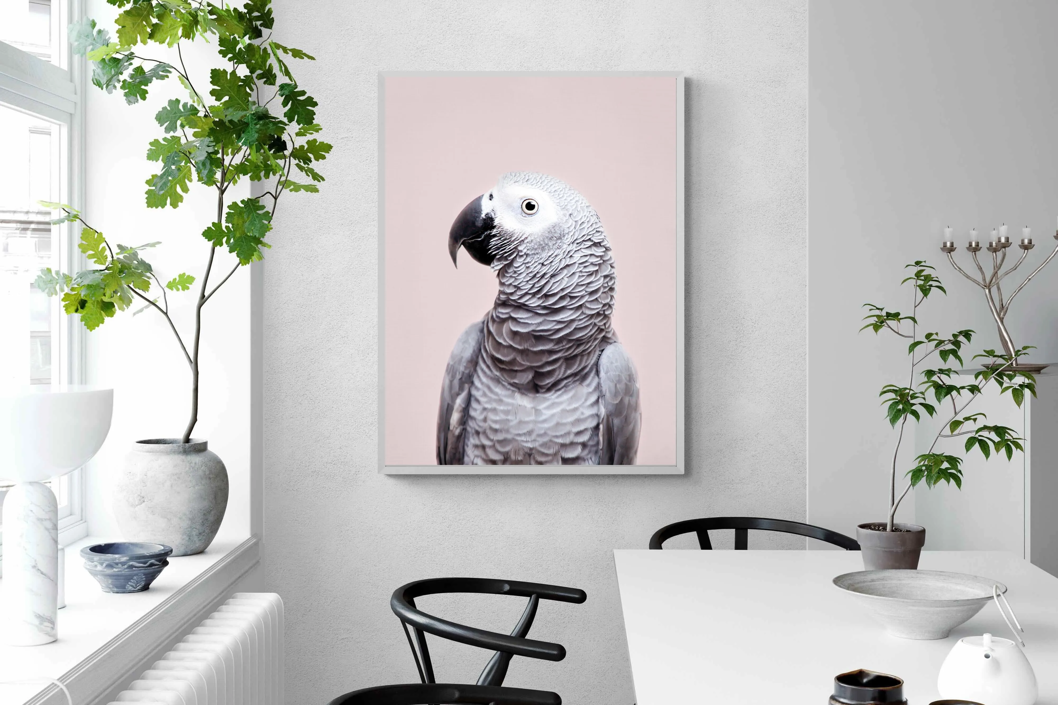 African Grey