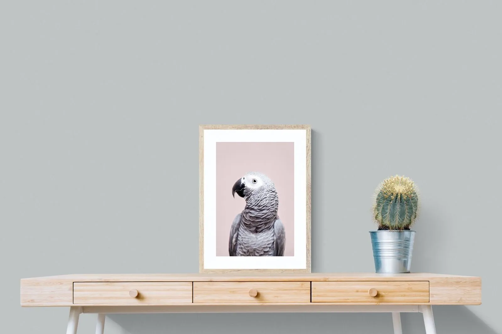 African Grey