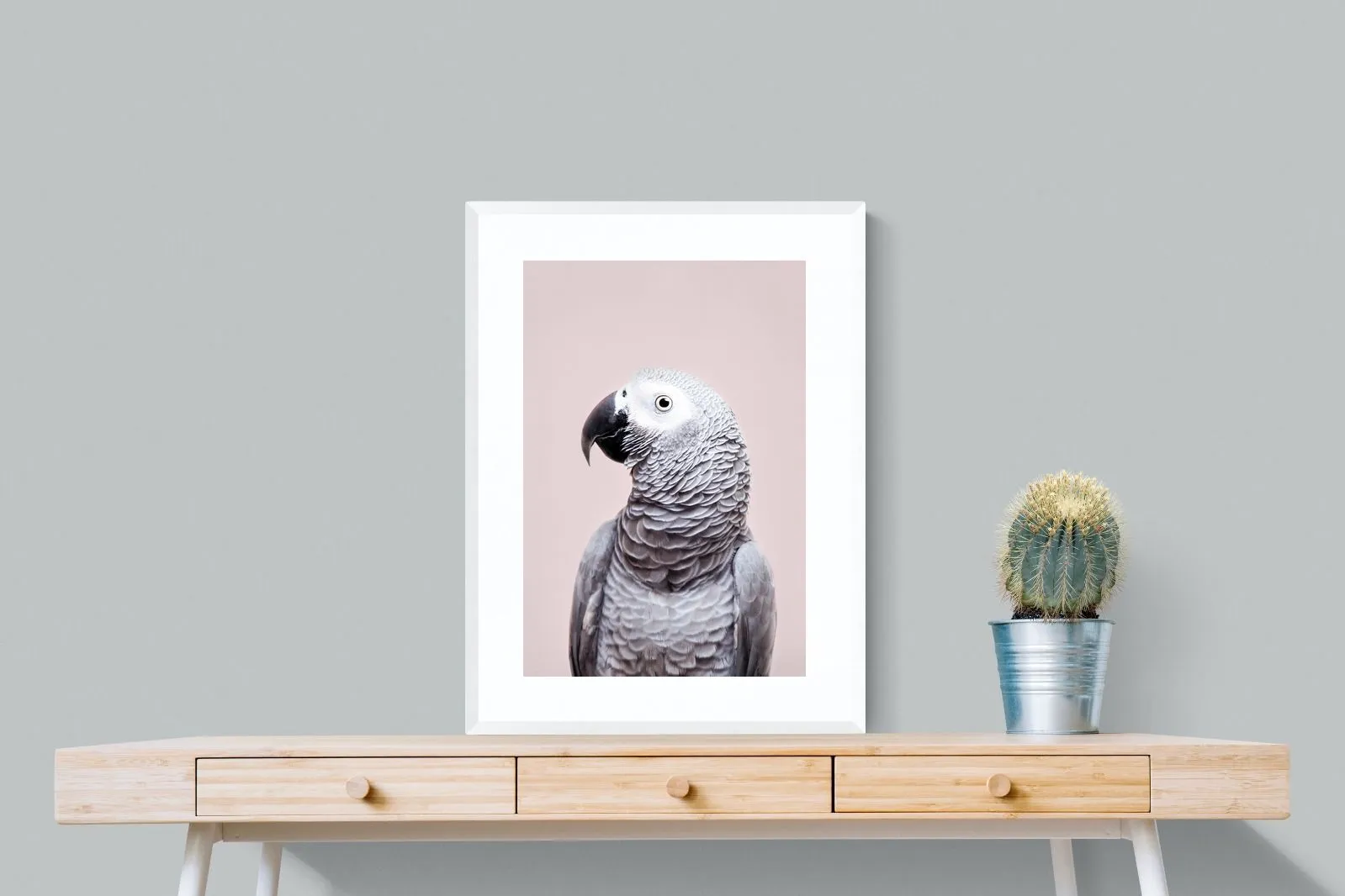 African Grey