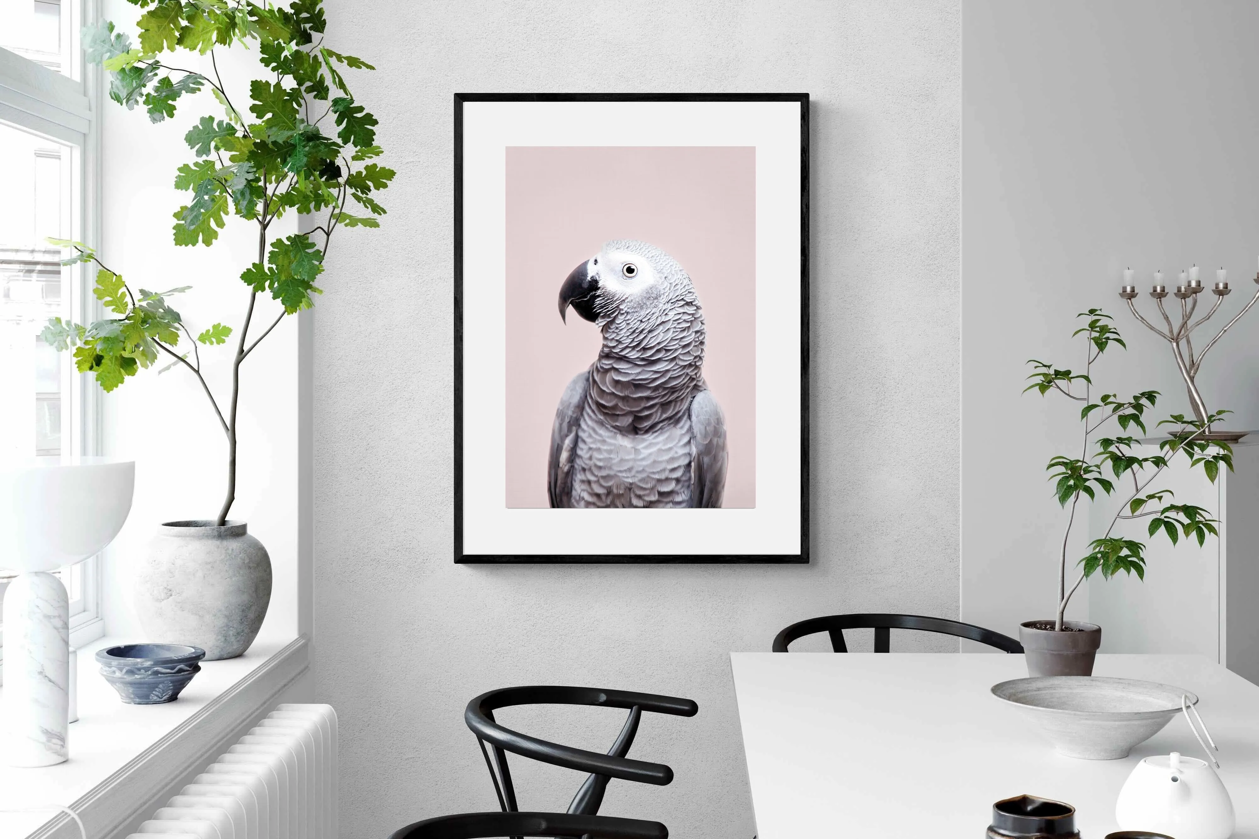 African Grey