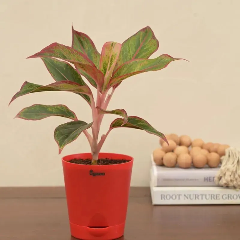 Aglaonema Red Indoor Plant with Self Watering Pot | Small