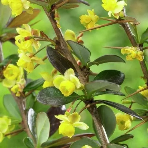 Berberis x media Red Jewel