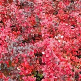 Berberis x media Red Jewel